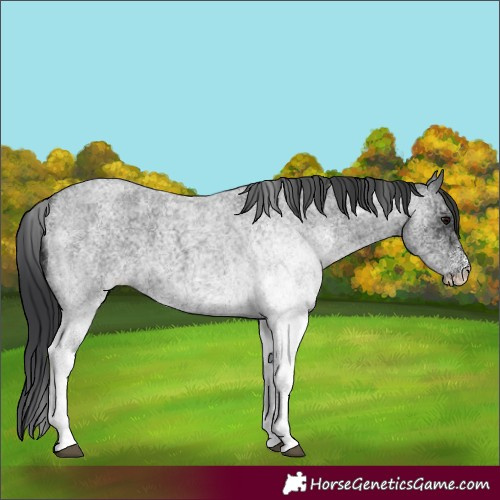 Horse Color:White Spotted Blue Roan 