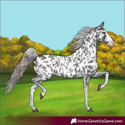 Horse Color:Smoky Blue Roan Splash Appaloosa 