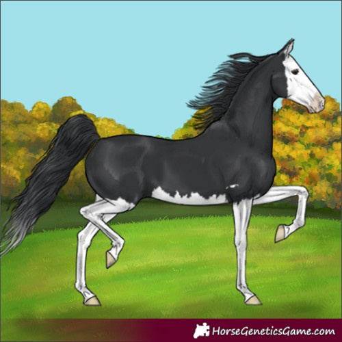 Horse Color:Black Splash 