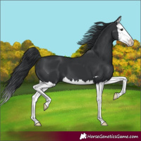 Horse Color:Black Splash