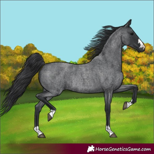 Horse Color:Blue Roan Rabicano 