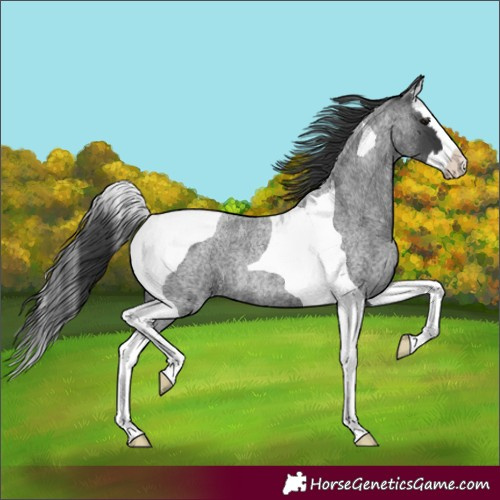 Horse Color:Blue Roan Splash Tobiano Rabicano 