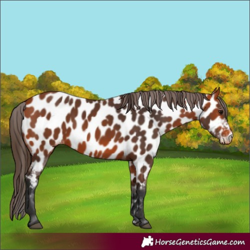 Horse Color:Bay Appaloosa 