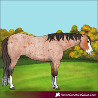 Horse Color:Bay Roan Splash 