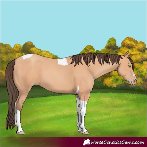 Horse Color:Amber Champagne Tobiano 