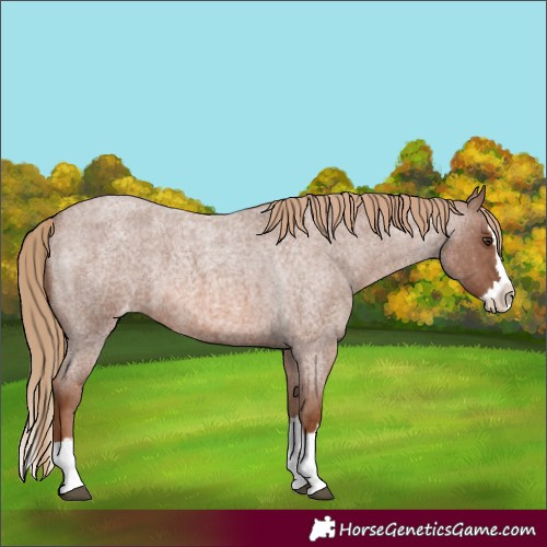 Horse Color:Red Roan Splash Varnish 