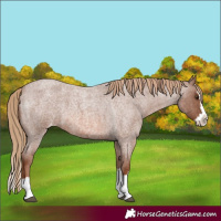 Horse Color:Red Roan Splash Varnish 