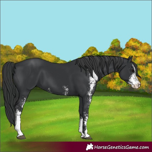 Horse Color:Black Sabino 