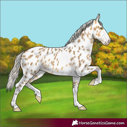 Horse Color:Silver Sable Cream Champagne Appaloosa 