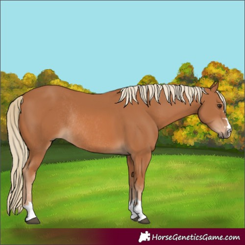 Horse Color:Chestnut Rabicano 
