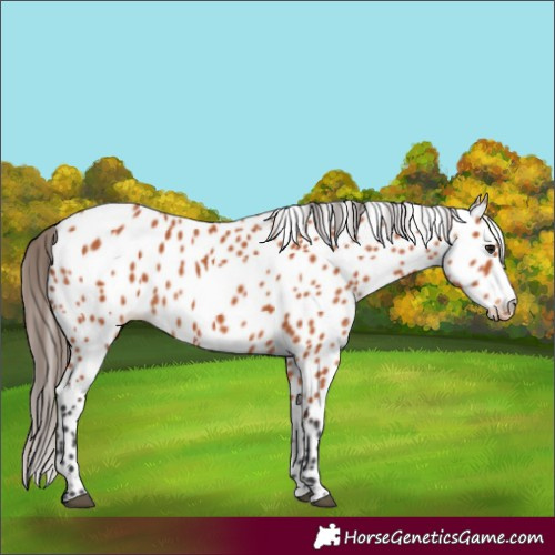 Horse Color:Bay Appaloosa 
