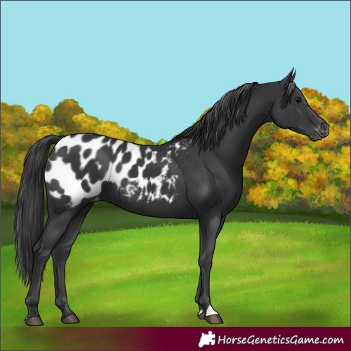 Horse Color:Black Appaloosa