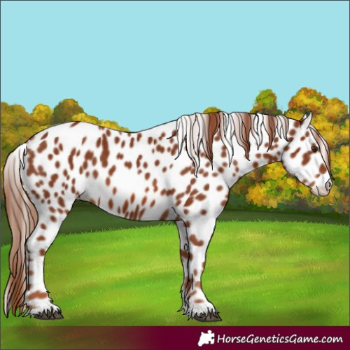 Horse Color:Chestnut Leopard