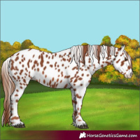 Horse Color:Chestnut Appaloosa 
