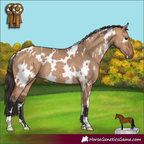 Horse Color:White Spotted Bay Dun 