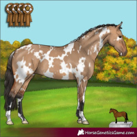 Horse Color:White Spotted Bay Dun