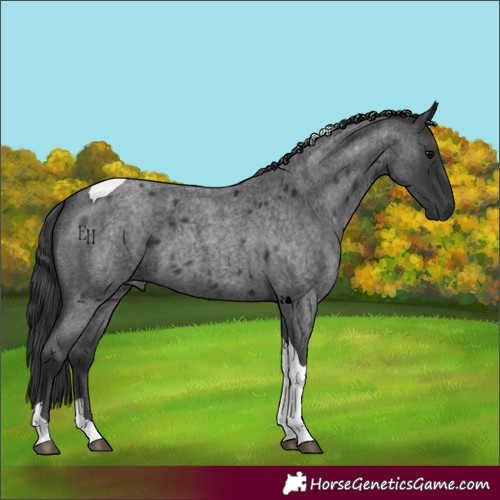 Horse Color:Blue Roan Tobiano