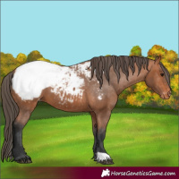 Horse Color:Bay Appaloosa