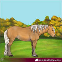 Horse Color:Silver Buckskin 