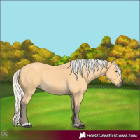 Horse Color:Silver Buckskin 