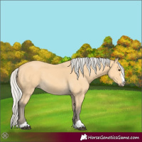 Horse Color:Silver Buckskin 