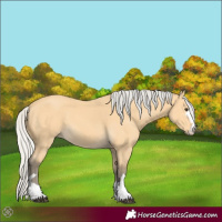 Horse Color:Silver Buckskin 