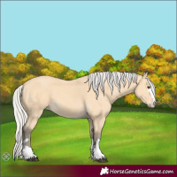 Horse Color:Silver Buckskin 