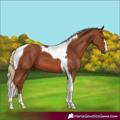 Horse Color:Chestnut Tobiano 