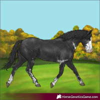Horse Color:Black Sabino 