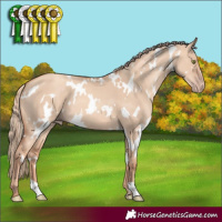 Horse Color:White Spotted Gold Champagne Dun