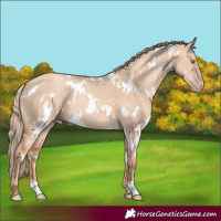 Horse Color:White Spotted Gold Champagne Dun