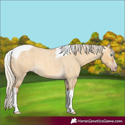 Horse Color:Gray Silver Amber Cream Champagne Roan Dun Splash Tobiano Frame Varnish Rabicano 