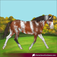 Horse Color:Bay Sabino 