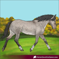 Horse Color:Brown Dun Tobiano Varnish Rabicano