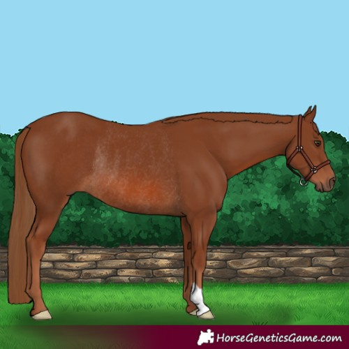 Horse Color:Chestnut Rabicano