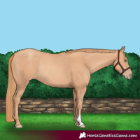 Horse Color:Gold Champagne Rabicano