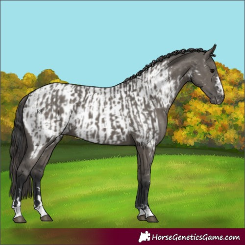 Horse Color:Grullo and Grullo Appaloosa