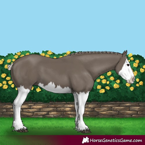 Horse Color:Silver Black Splash
