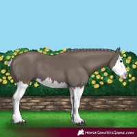 Horse Color:Silver Black Splash 