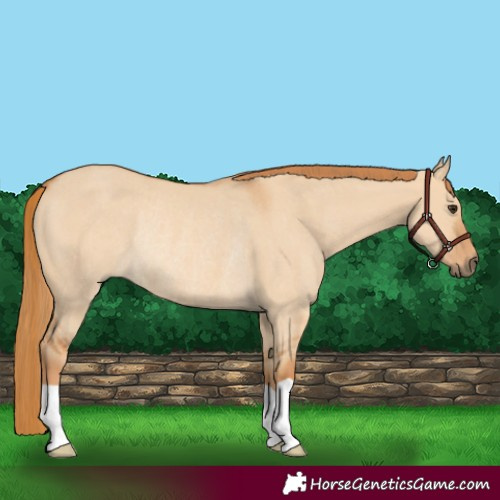 Horse Color:Red Dun Rabicano