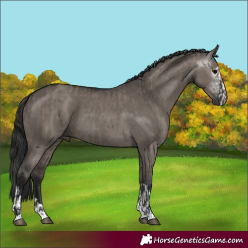 Horse Color:Grullo and Gray Grullo