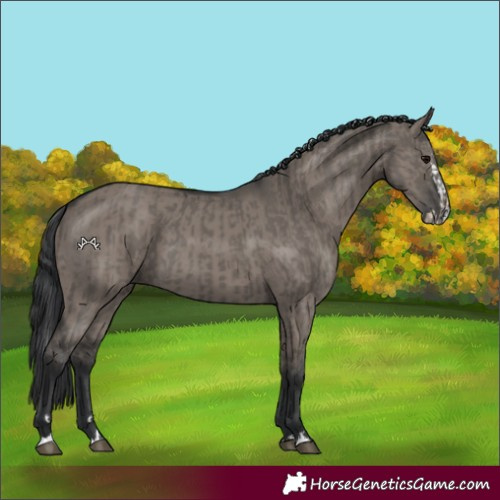 Horse Color:Grullo  and Grullo Splash 