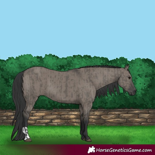 Horse Color:Grullo  and Grullo 