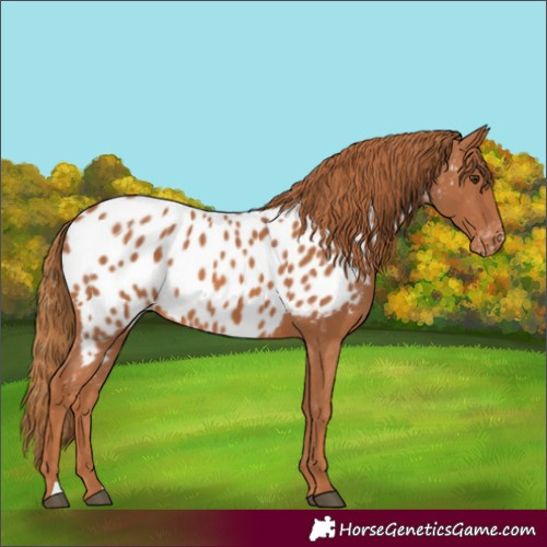 Horse Color:Chestnut Appaloosa 