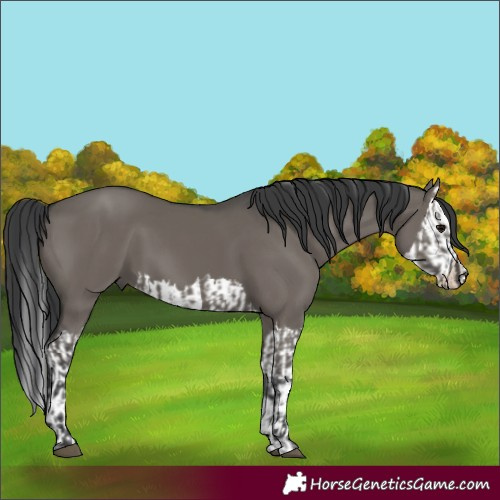 Horse Color:Grullo and Grullo Splash