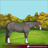 Horse Color:Grullo and Grullo