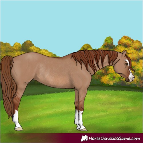 Horse Color:Red Dun Rabicano 