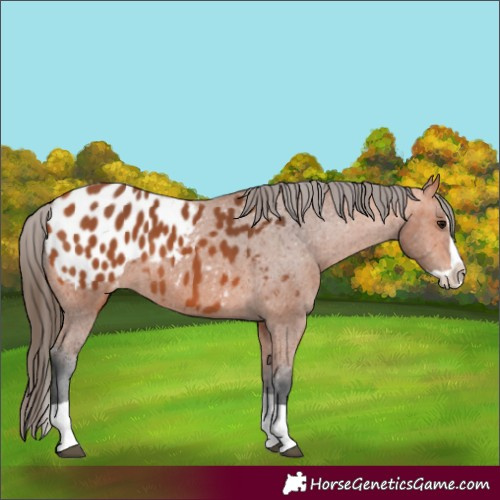 Horse Color:Bay Splash Appaloosa 