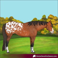 Horse Color:Bay Splash Appaloosa 