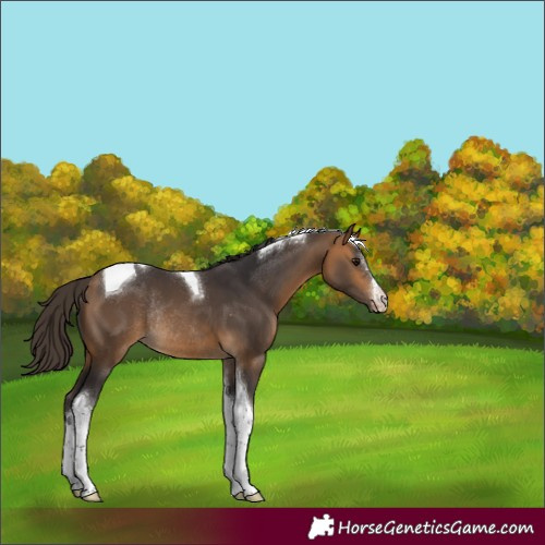 Horse Color:Buckskin Sabino Tobiano Rabicano